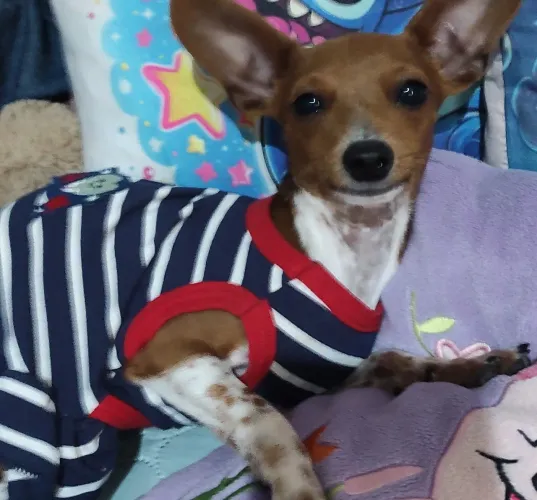 Linda cachorrinha pinster