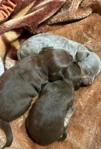 Vendo filhote de pinscher 
