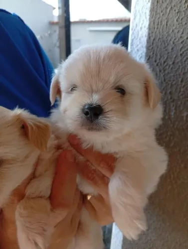 Filhotes lhasa Apso minis
