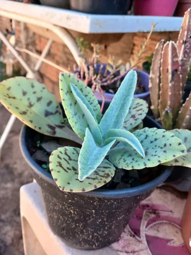 Suculenta orelha de burro