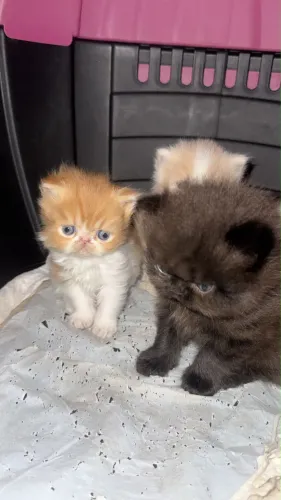 Gato Persa