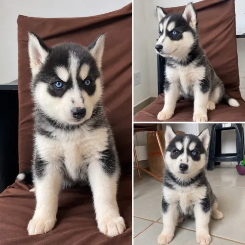 Filhote de Husky Siberiano