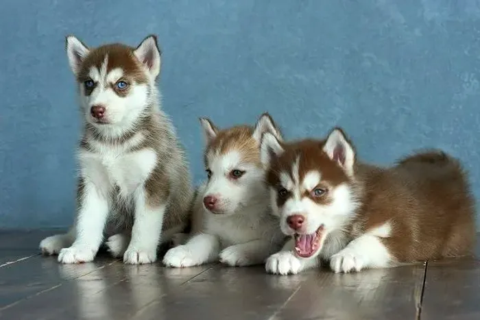Doação de filhote de husky
