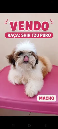 VENDO SHIH TZU