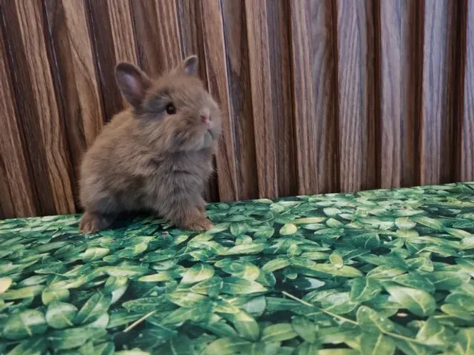mini coelho