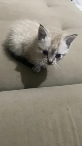 Doa se gatinhos