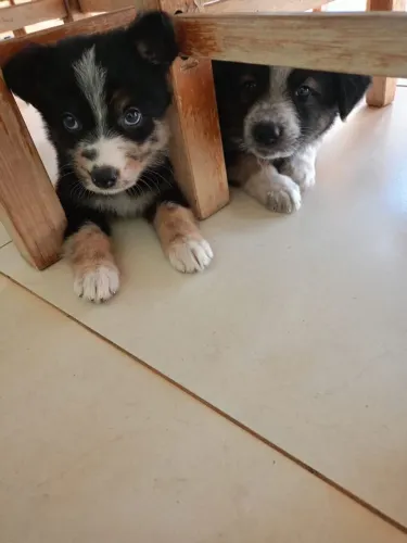 vende-se cachorrinhas 