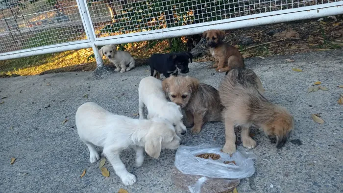 Adoção responsável Filhotes de cães bonitos e saudáveis 