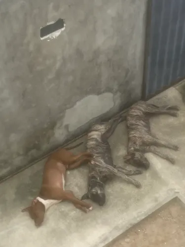 Filhotes de pitt mostro pra vender tem 5 disponíveis 2 fêmea 3 macho 