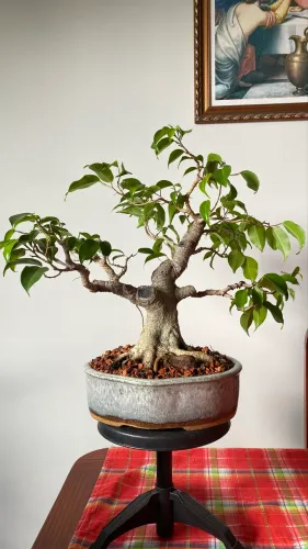 Bonsai Ficus Benjamina