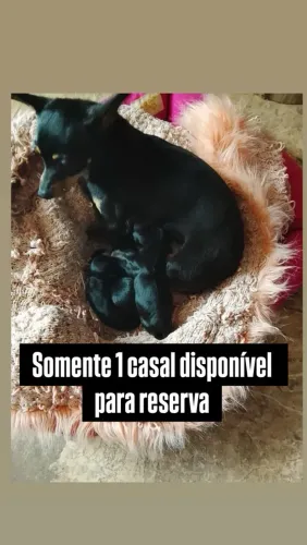 Pinscher Fêmea e Macho ( Ninhadas diferentes) 