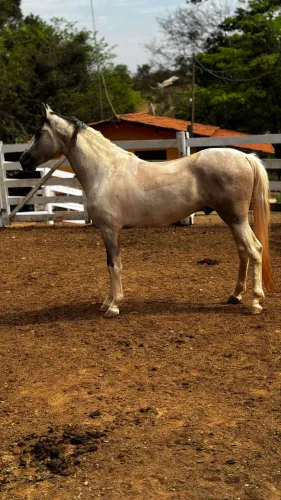 Cavalo mangalarga marcha picada