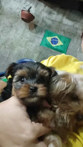 Cachorro para doação