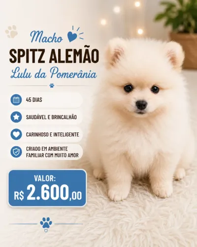 Lulu da pomerania 