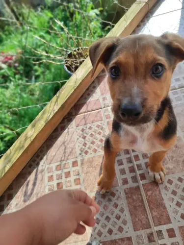 Doação de cachorrinhos