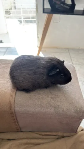 Porquinho da india