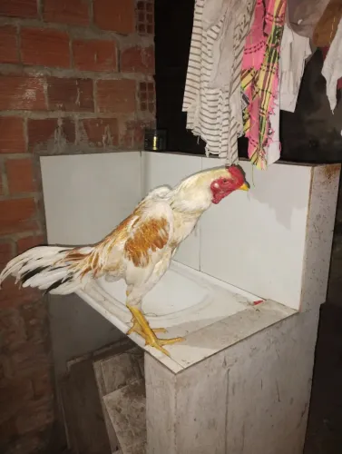 Frangos