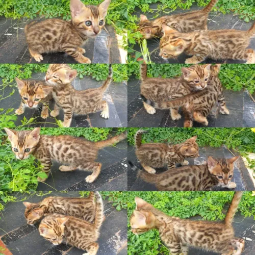 Bengal Filhotes Gatil BSB Cat