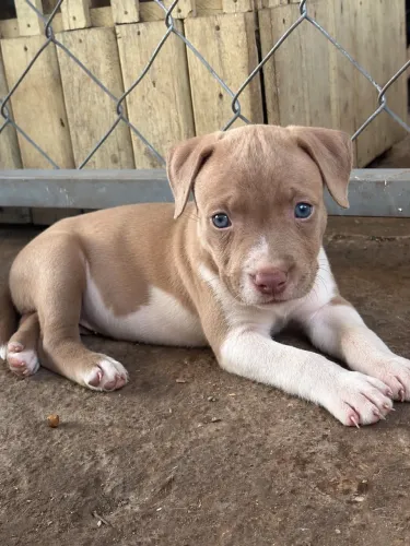 Vendo pitbull