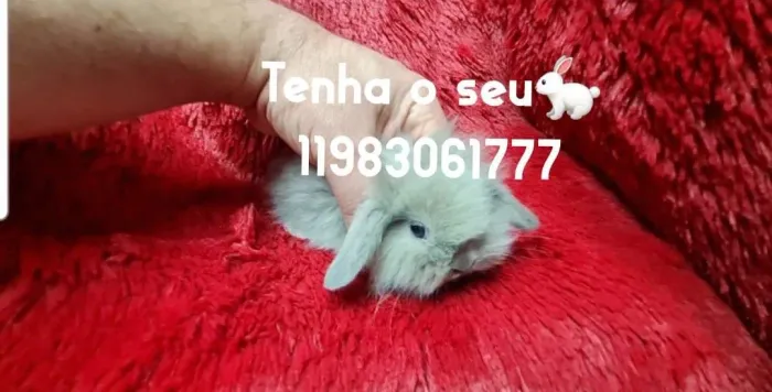 mini lop,lion read ,show ,Miniatura,Pincher