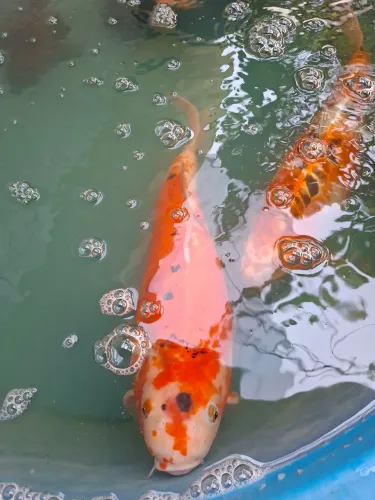 Aquário Ornamental completo 