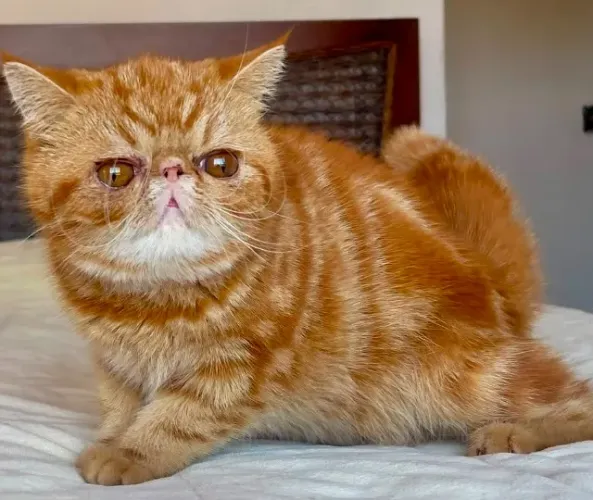 Top Show Persa Feméa Red Tabby Exotica,Extremadissima,Pelo Curto C/8 Meses Super Linda.