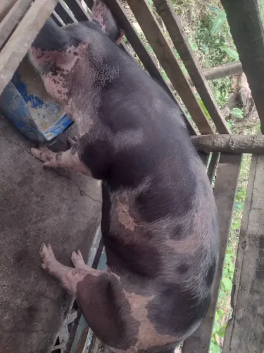 Porca Pietran 100kg R$ 1.800,00