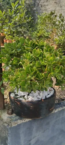 Planta Crassúla ( árvore da fortuna) Suculenta
