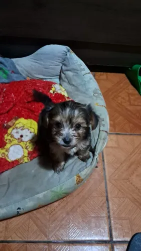 Cachorro Yorkshire MACHO