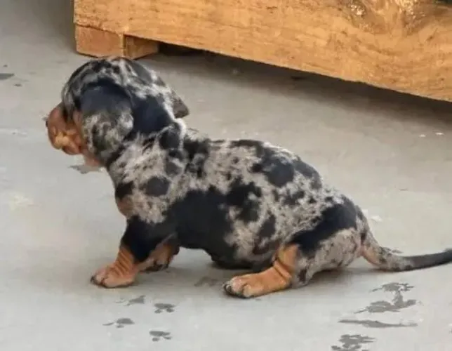 Basset Mini Filhotes Dachshund Alerquins Mofadinhos.