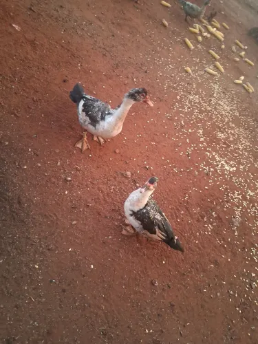 Galinhas