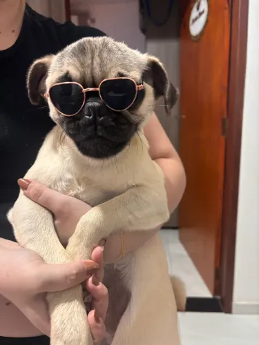Animal de estimação