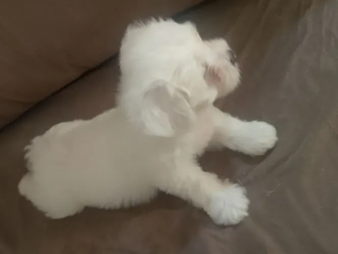 Cachorro lhasa macho branco