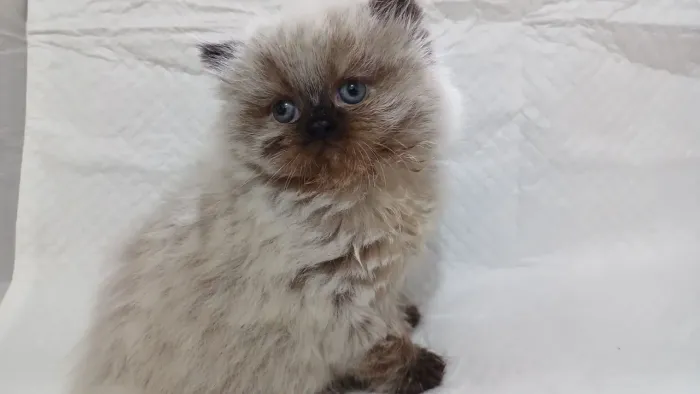 Lindo filhote de gato persa macho olhos azuis puro.Parcelo.Entrego Joinville, Camboriú, Fl