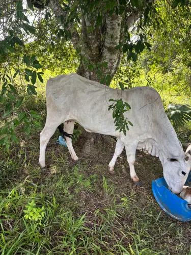 Vaca