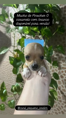 Pinscher macho 0