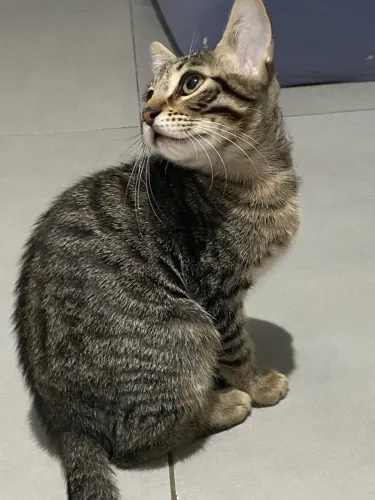Gatinhos para adoção