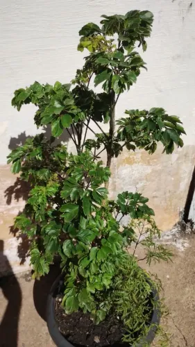 Árvore da Felicidade 70 cm
