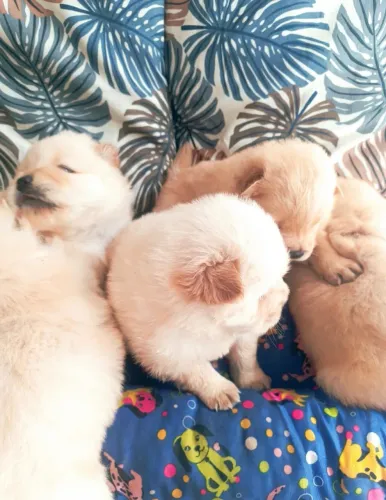 Lindos Filhotes de Chow Chow cor Creme