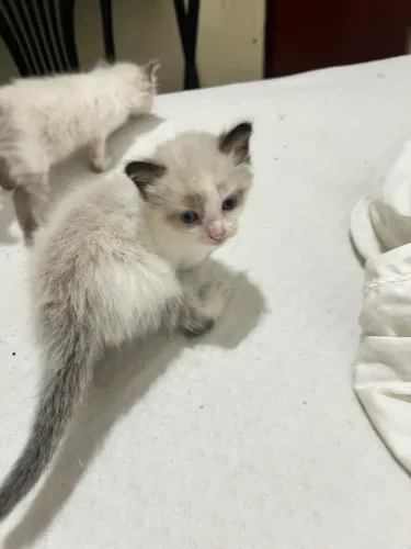 Gatos, Vó PERSA