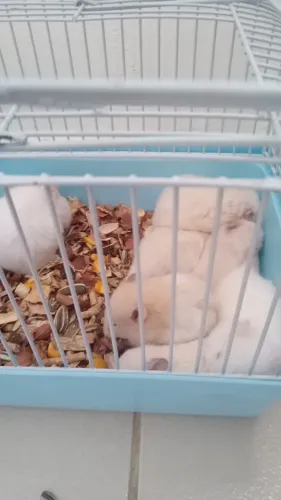 Hamsters Sírios Filhotes à Venda - Machos e Fêmeas