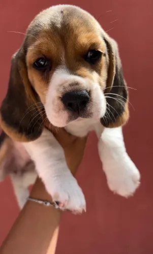 Filhotes de beagles