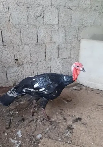 Peru preto 