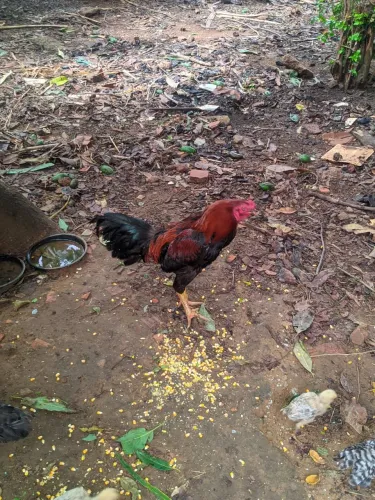Galo e galinha 