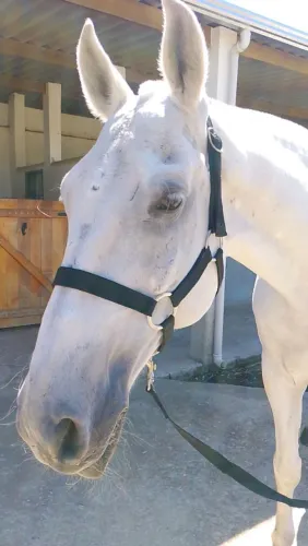 Cabresto para cavalo