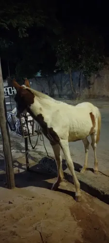 Potro Pampa 