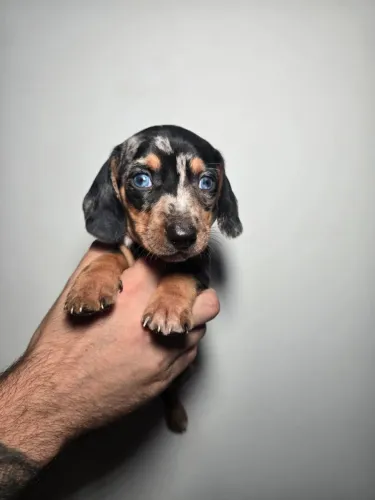 Teckel e Dachshund 