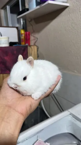 Mini coelho netherland