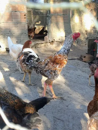 Vendo ou troco galinha caipira e índio gigante 