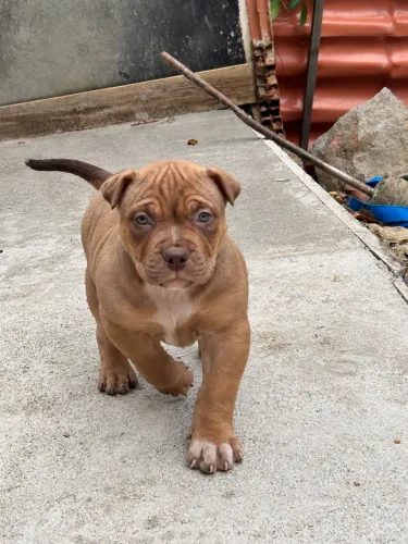 American Bully